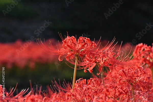 Fototapeta 逢妻川の彼岸花