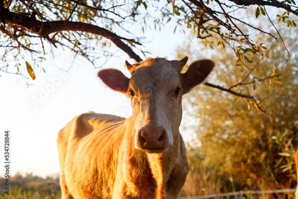Fototapeta red cow looking at the camera at sunset on a warm summer day