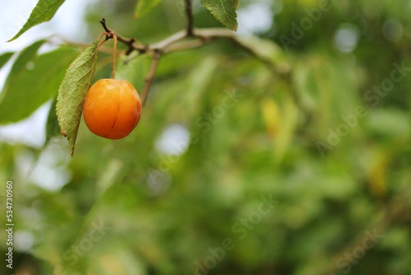 Fototapeta young yellow plum, wild plum ripens on the branches, yellow cherry on a branch close-up on a sunny day, edible fruit on a tree, ripe fruit grows on a tree, harvest of berries with a blurred background