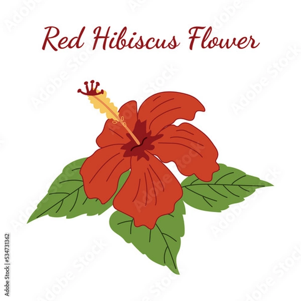 Obraz Red Hibiscus Flower for logo in a hand-drawn style on a white background. Chinese rose. Vector illustration for decoration, postcards