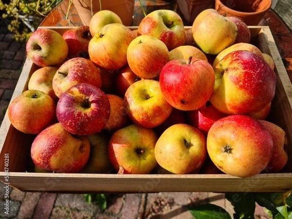 Obraz apples and pears