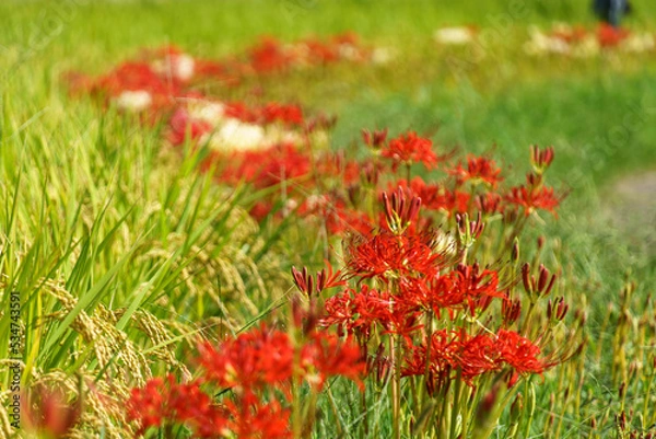 Fototapeta 彼岸花　曼珠沙華