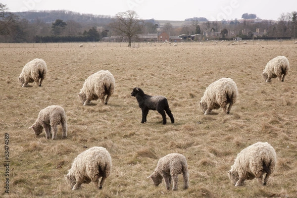 Obraz Black Sheep of the Family