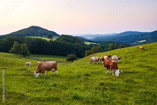 Fototapeta Kühe grasen auf ihrer Weide in idyllischer Landschaft. 
