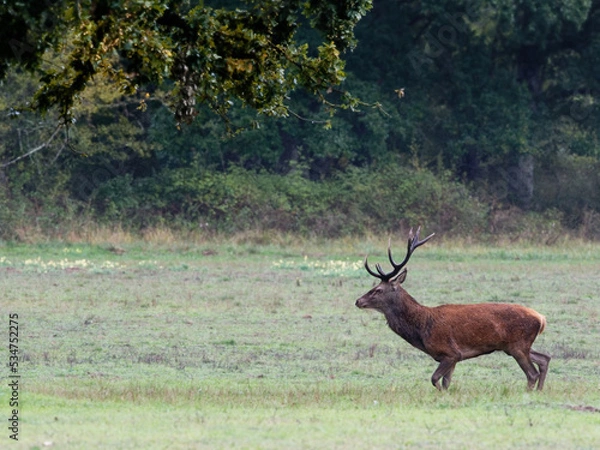 Fototapeta cerf - arde - brame - automne 