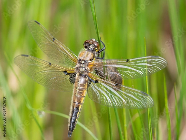 Obraz Four-spotted chaser