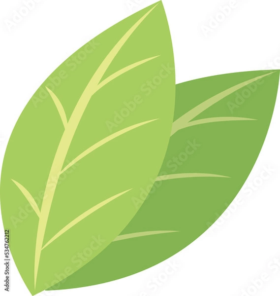 Obraz plant green leaf