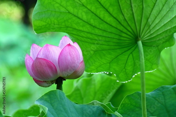 Fototapeta 古代ロマン大賀ハス