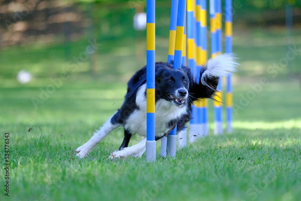 Obraz Dog agility in action. The dog is crossing the slalom sticks on synthetic grass track. The dog breed is the border collie.

