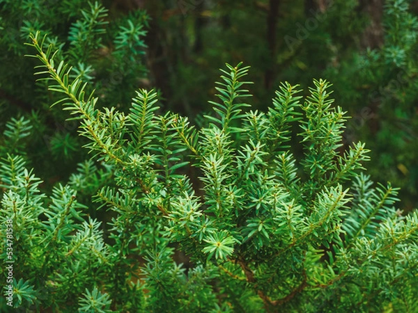 Obraz Podocarpus Totara (family Podocarps) in an arboretum close-up