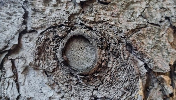Fototapeta Tree trunk with textured bark.