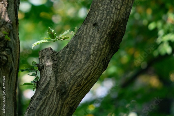 Obraz drzewo w lesie 