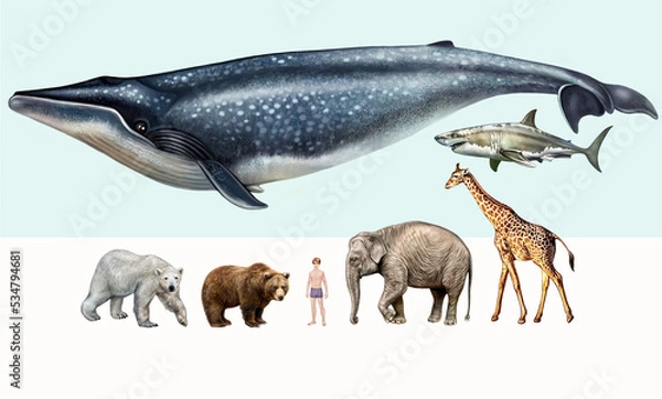 Obraz The largest animals on Earth