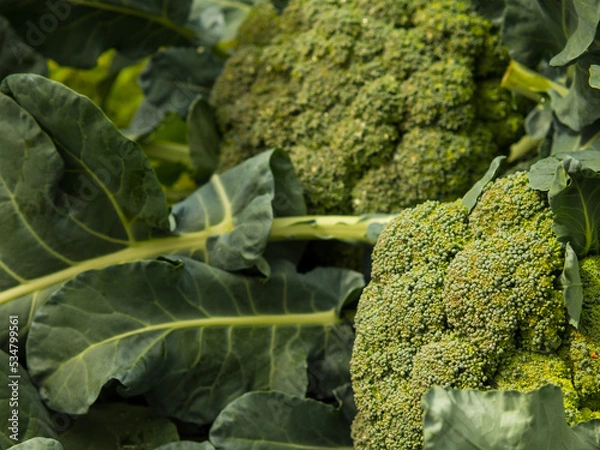 Fototapeta Broccoli.growing broccoli in garden, harvesting.