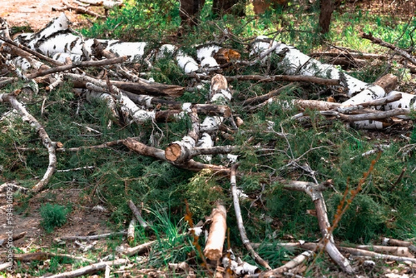 Fototapeta Felled trunks and branches from a birch, white with black patches of natural materials in a birch grove, in nature, the destruction of living vegetation, a modern problem of ecology