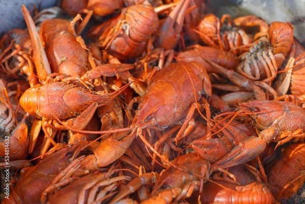 Fototapeta Red boiled crayfish. top view