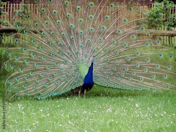 Fototapeta Pfau