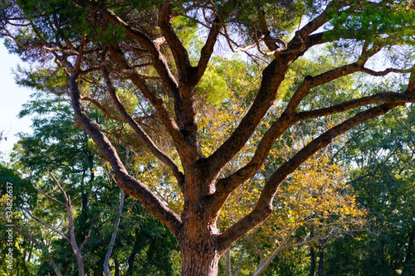 Fototapeta trees in the forest