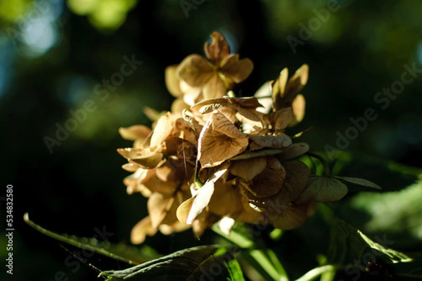 Fototapeta pine cone flower