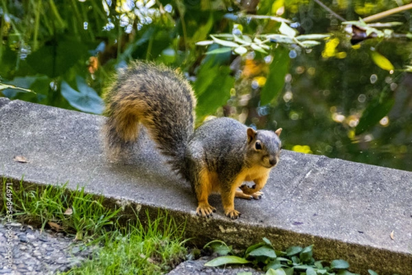 Obraz squirrel in the park