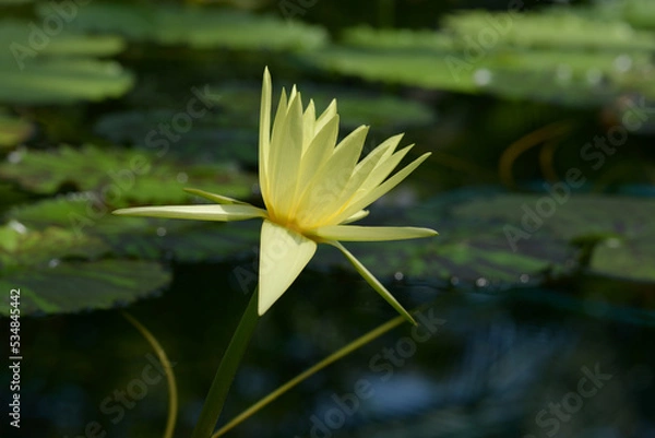 Fototapeta 黄色いスイレンの花