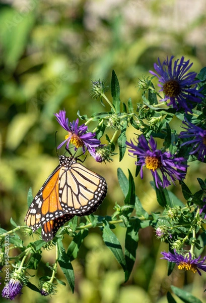 Obraz 2022-09-14 Butterflies