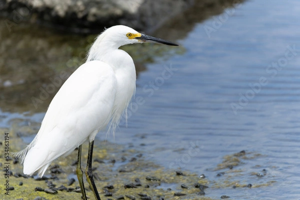 Fototapeta Snowy Egret standing on the shoreline