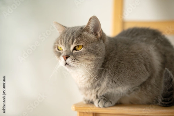 Obraz Scottish straight cat