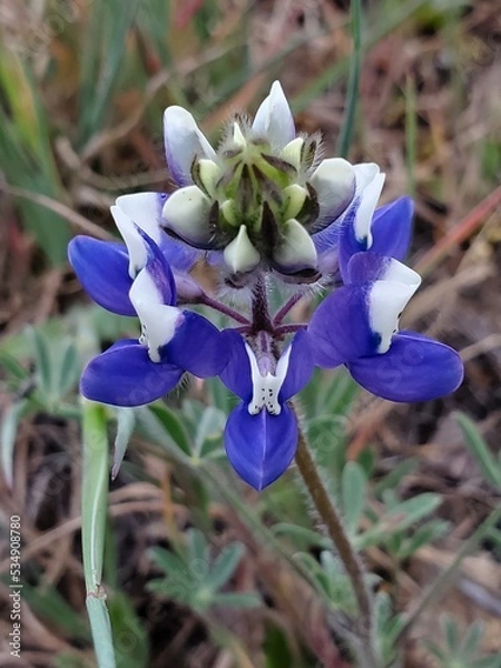 Fototapeta blue flowers