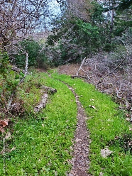 Fototapeta path in the woods