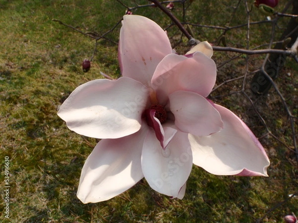 Obraz pink magnolia flower