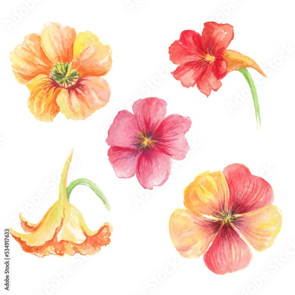 Fototapeta  Watercolor set with summer flowers. Transparent layer