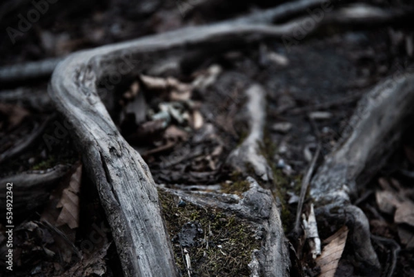 Fototapeta 木の根