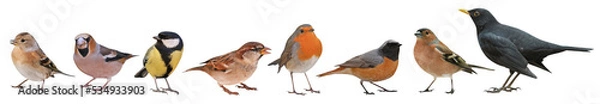 Fototapeta Collection of the most common European birds, isolated on transparent background