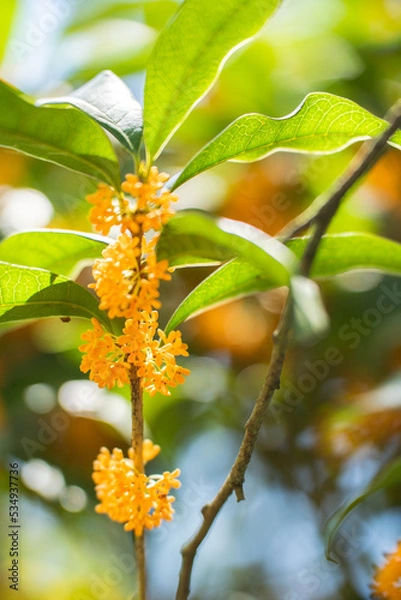 Fototapeta 秋の花　キンモクセイ 金木犀