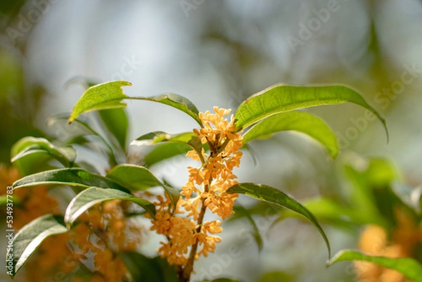 Obraz 秋の花　キンモクセイ 金木犀