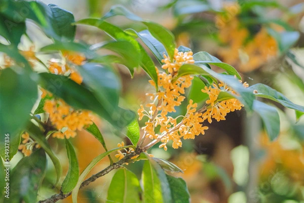 Fototapeta 秋の花　キンモクセイ 金木犀