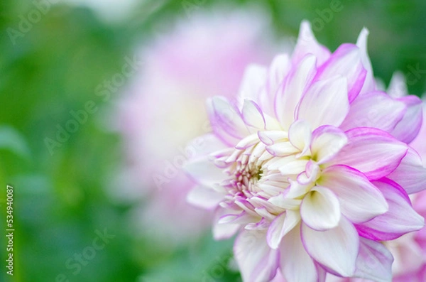 Obraz 日本の秋の音連れ　町田ダリア園にて