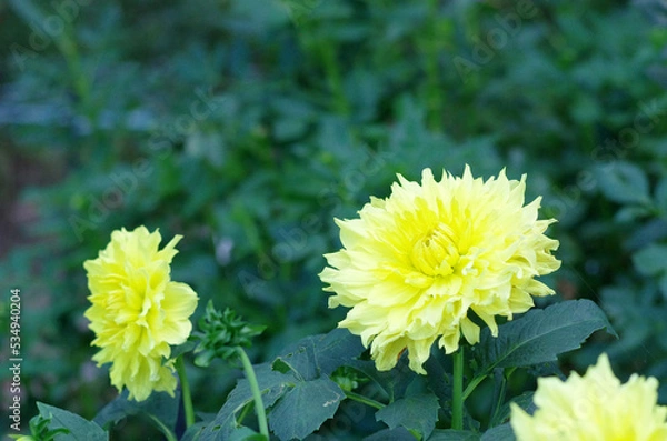 Obraz 日本の秋の音連れ　町田ダリア園にて