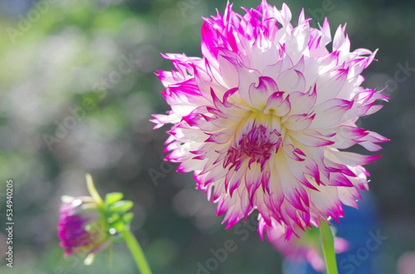 Obraz 日本の秋の音連れ　町田ダリア園にて