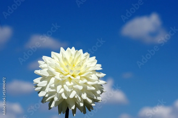 Obraz 日本の秋の音連れ　町田ダリア園にて