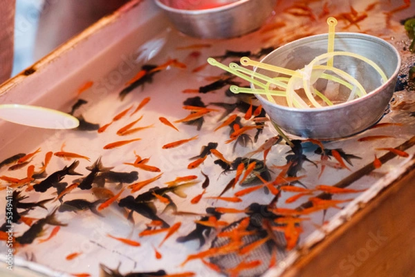 Fototapeta 夏祭りの金魚すくい