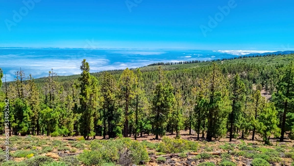 Obraz Panoramic view on massive Canarian pine tree forest seen from Riscos de la Fortaleza, Mount El Teide National Park, Tenerife, Canary Islands, Spain, Europe. The valley is covered with thick clouds