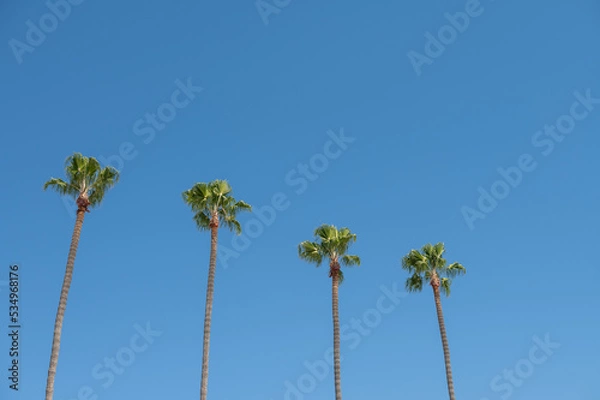 Fototapeta Low angle view of palm trees seen in a row