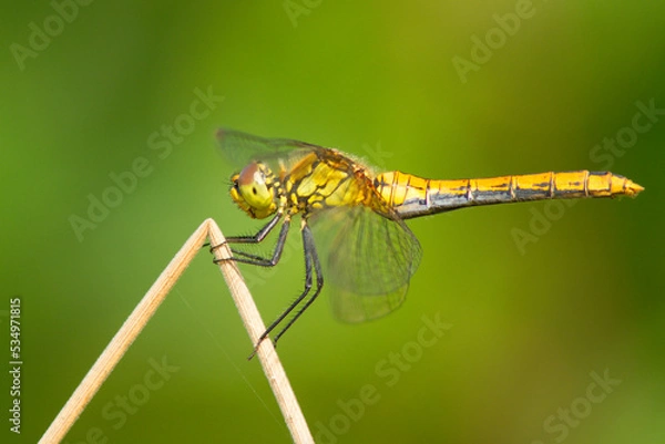 Fototapeta Szablak krwisty (Sympetrum sanguineum)