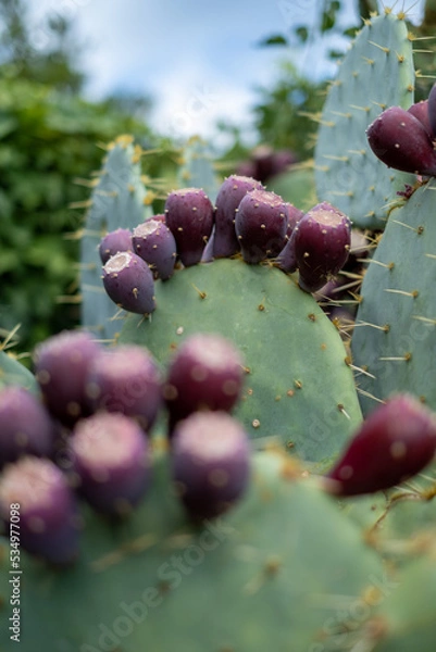 Obraz Kaktusfeige 