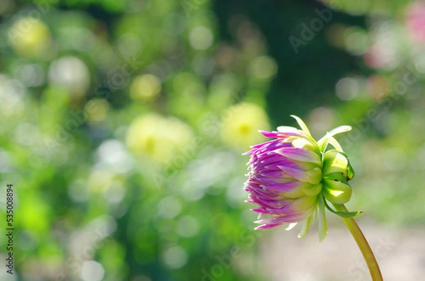 Obraz 東京町田ダリア園にて日本の秋を感じる
