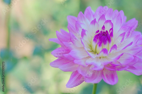 Obraz 東京町田ダリア園にて日本の秋を感じる