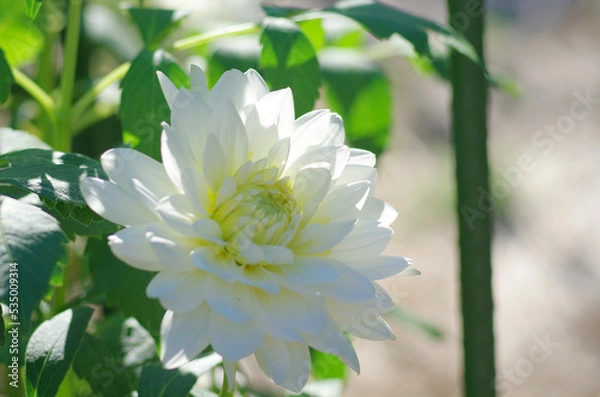 Obraz 東京町田ダリア園にて日本の秋を感じる