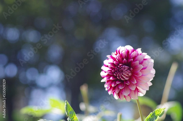 Obraz 東京町田ダリア園にて日本の秋を感じる